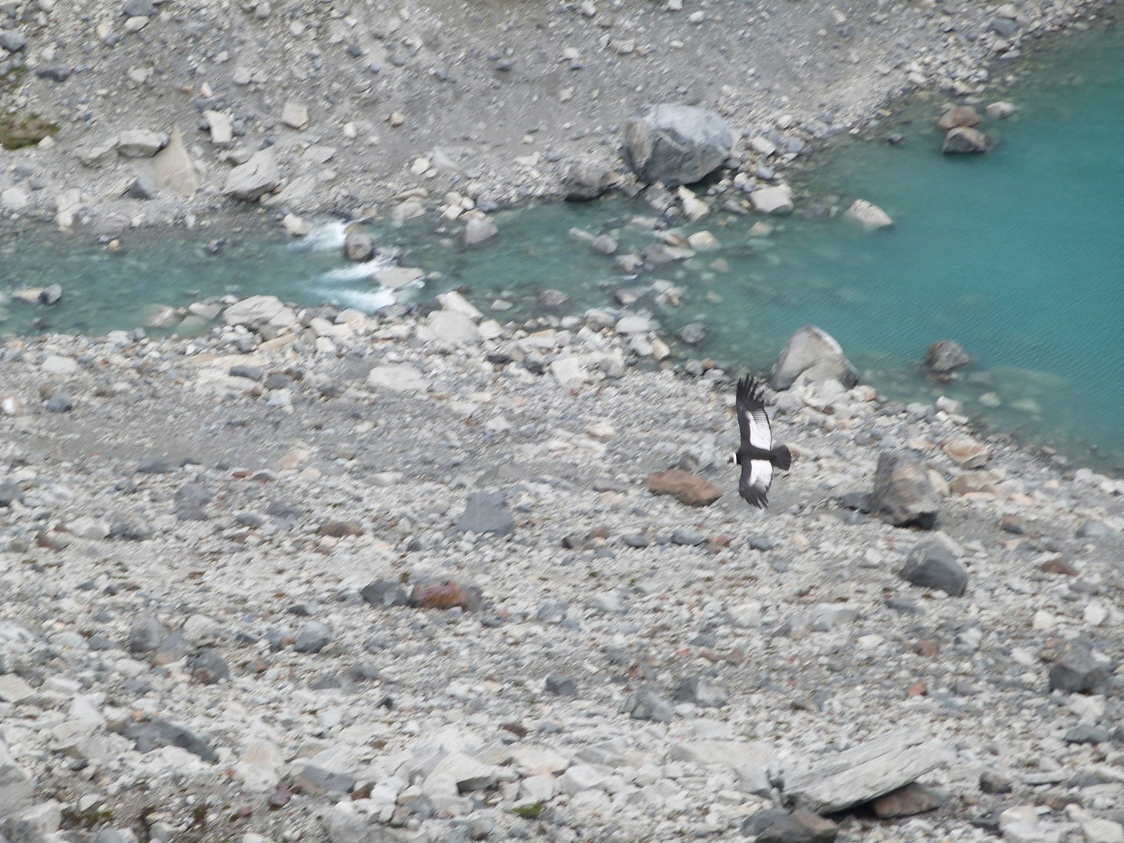 Cóndor volando sobre el pedregal, junto a la orilla turquesa de una laguna
