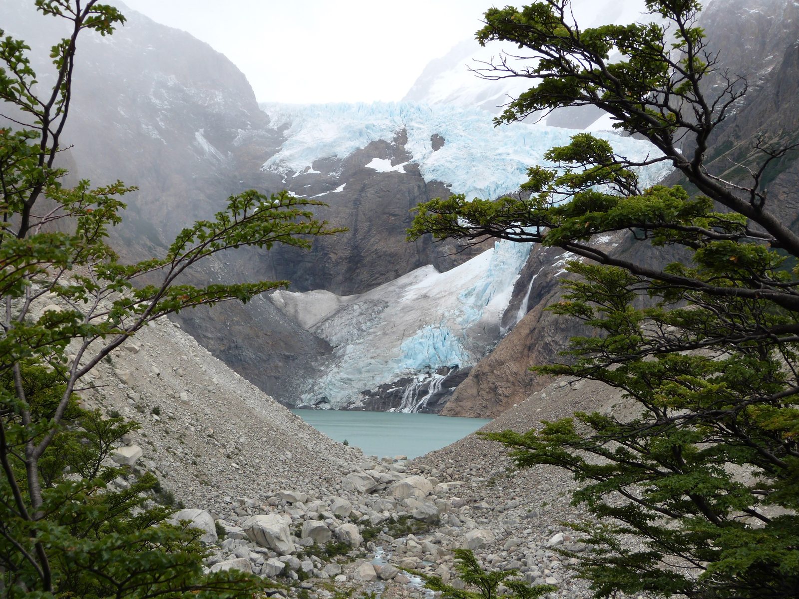 Glaciar colgante descendiendo hacia una laguna de agua turquesa, visto entre las ramas de un bosque de lengas