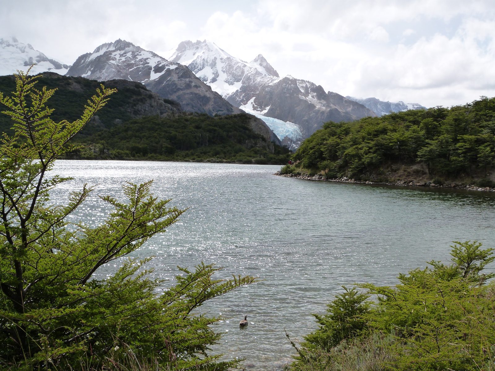 Lago iluminado por el sol, con el bosque en la orilla y las cumbres nevadas al fondo