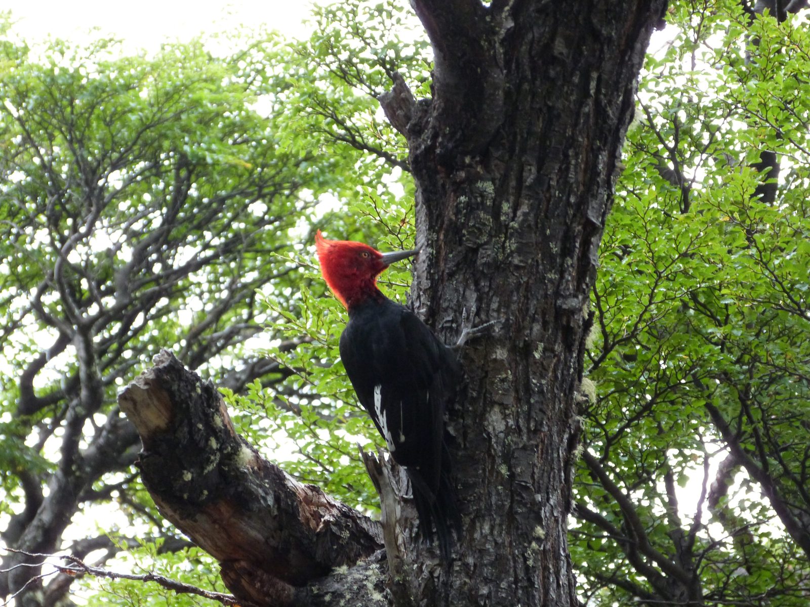 Pájaro carpintero gigante de cabeza roja sobre el tronco de una lenga